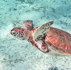 Suya Tours - One Sunset Cruise for 4 People item