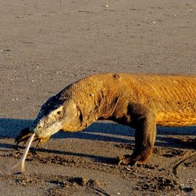 Dive Indonesia Aboard Pindito item