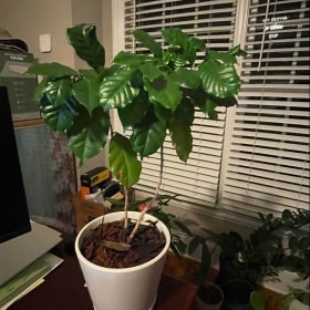 Coffee Plant item
