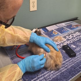 Magellan's vet visits,  medication and absess care item