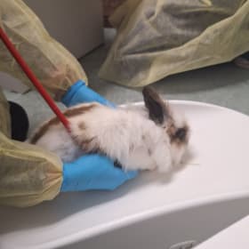 Leonid's neuter item