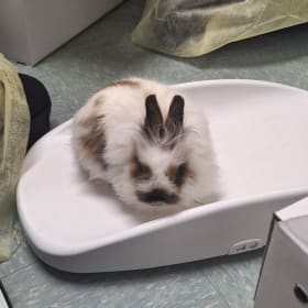 Leonid's vaccination item