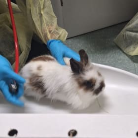 Leonid's vaccination item