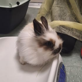 Leonid's vaccination item