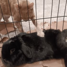 Magnolia's spay item