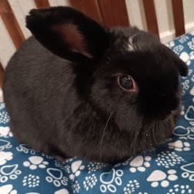 Magnolia's vaccination item