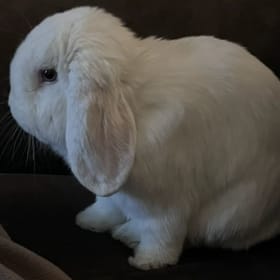 Ona's vaccination item