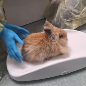 Magellan's vaccination item