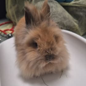 Magellan's neuter item