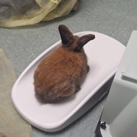 Trusty's vaccination item