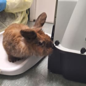 Trusty's neuter item