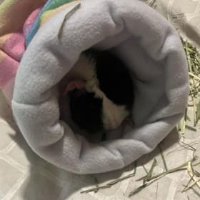 Moon Shine's vet visit/Ultrasound item