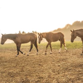 Introductory Horse Riding Lesson item