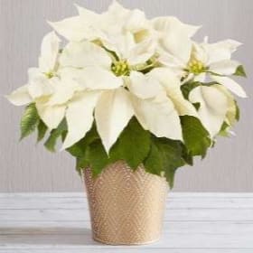 White Poinsettia item