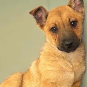 Florence & Romie item