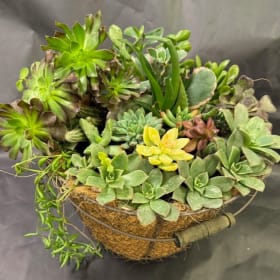 Succulent Basket item