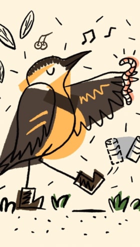 Townsend Warbler Postcard item