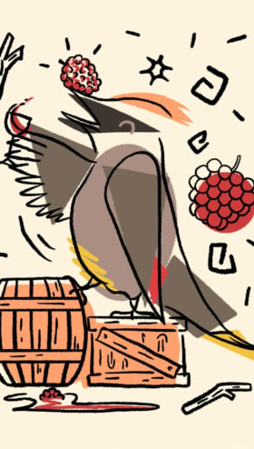 Cedar Waxwing Postcard item