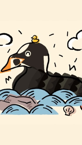 Surf Scoter Postcard item