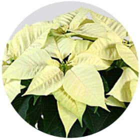 White Poinsettia 6" pot item