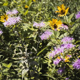 Eco.Restoration Eco.Visionary item