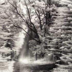 Kukuipapa Road, Pa'auilo Mauka, 1995 ($250 Value) item