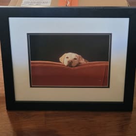 "Sleepy Yellow Dog" Framed Photograph item