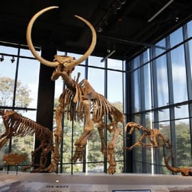 Four (4) Guest Passes to the Burke Museum item