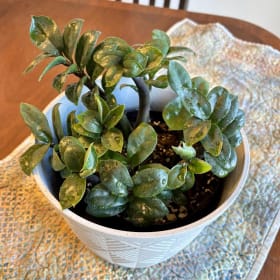 ZZ Zenzi Plant in 6-Inch Pot item