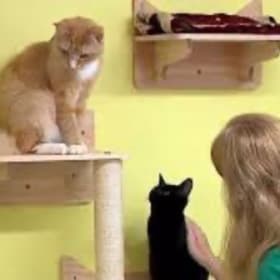 Hang With The Cool Cats Ticket item