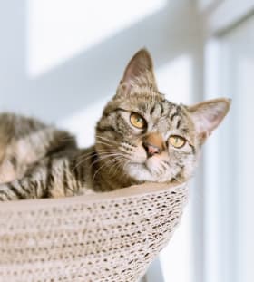 Hang With The Cool Cats Ticket item