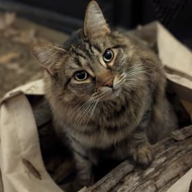 Lot 45. Armand's Cat Karaoke item