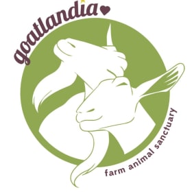 Group Tour with Lunch for Four at Goatlandia! item