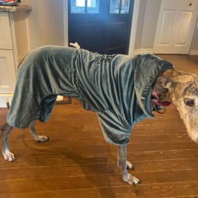 pyjamas pour chien item