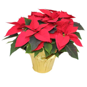8 inch Red Poinsettia item