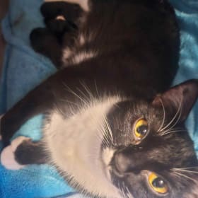 Sponsor Momma Avacato’s Care item