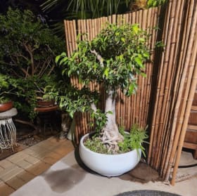 Bonsai 3 Feet 6 Inches Tall ($350 Value) item