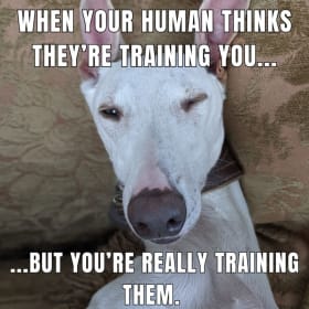 Lot 13. Doggy (or Kitty, or Parrot) Boot Camp item