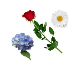 Fleurs - individuels et bouquets de fleurs item