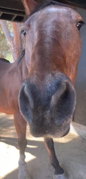 Private Tour & Brunch at Quaint Acres Animal Sanctuary item