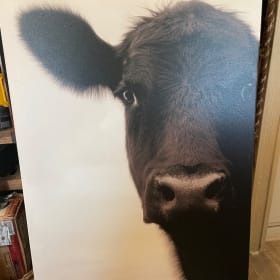36"" x 50"" Black Angus Canvas item
