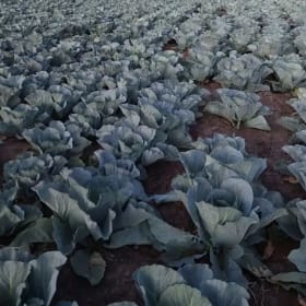 Seeds for Vulnerable Families in Kenya item