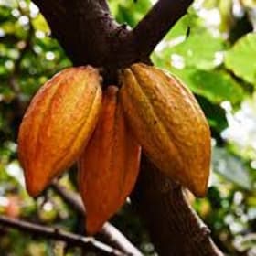 Lydgate Chocolate Tour item