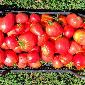 Greenhouse Gardening Kit in Romania item