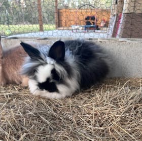 Purebred Lionhead Bunny - (Male) item