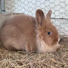 Purebred Lionhead Bunny - (Female) item