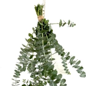 Mickey's Flowers item