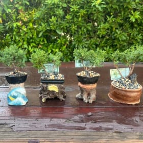 Japanese Juniper Bonsai Tree item