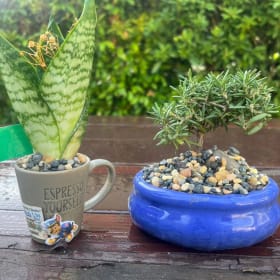 Japanese Juniper Bonsai Tree item