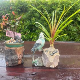 Japanese Juniper Bonsai Tree item